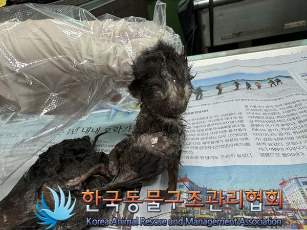한국동물구조관리협회_411316202400429